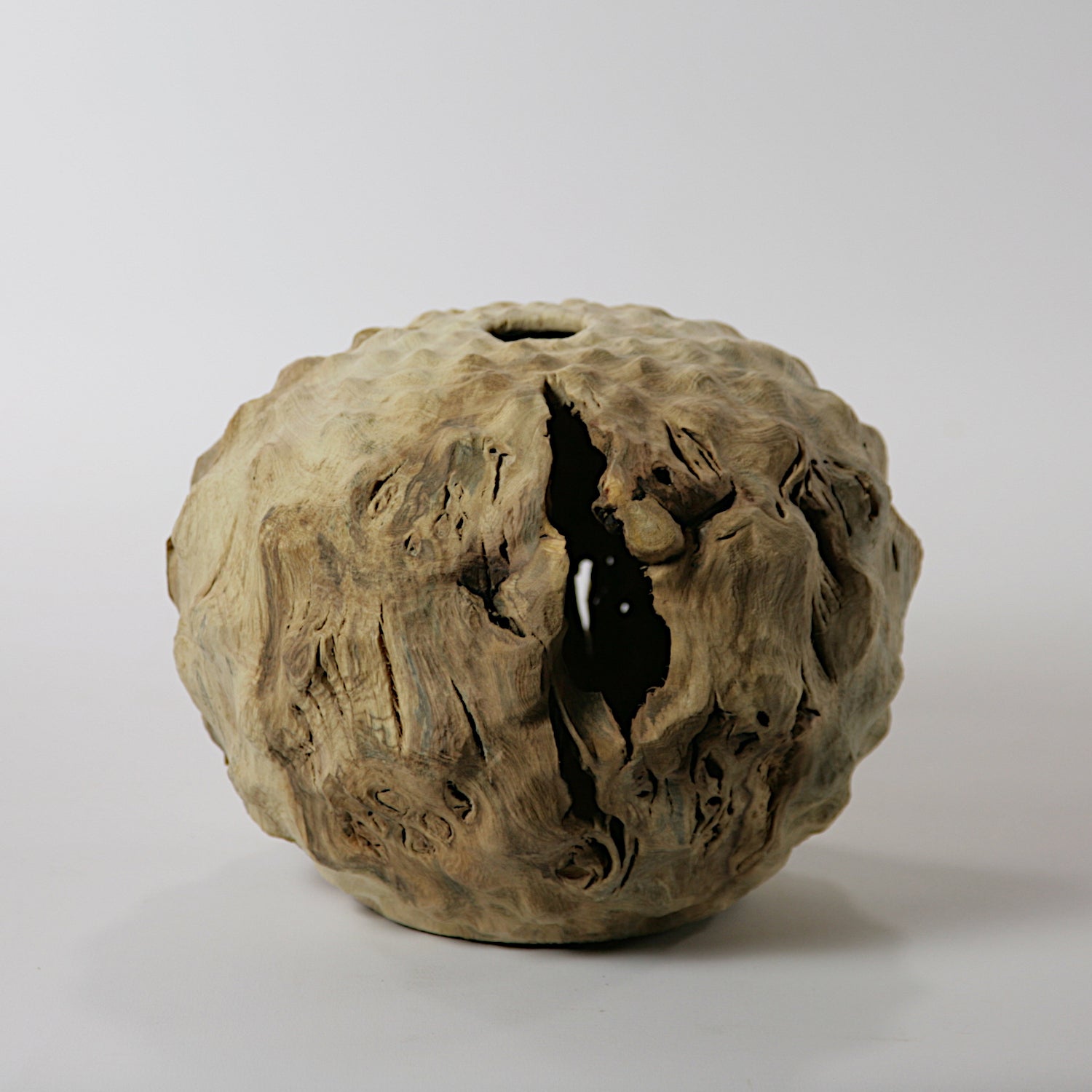 Fig tree hollow form