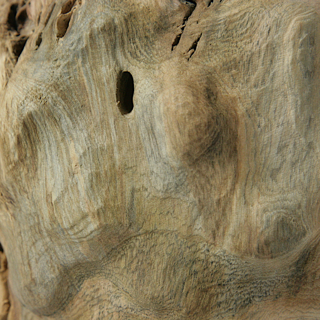 Fig tree hollow form