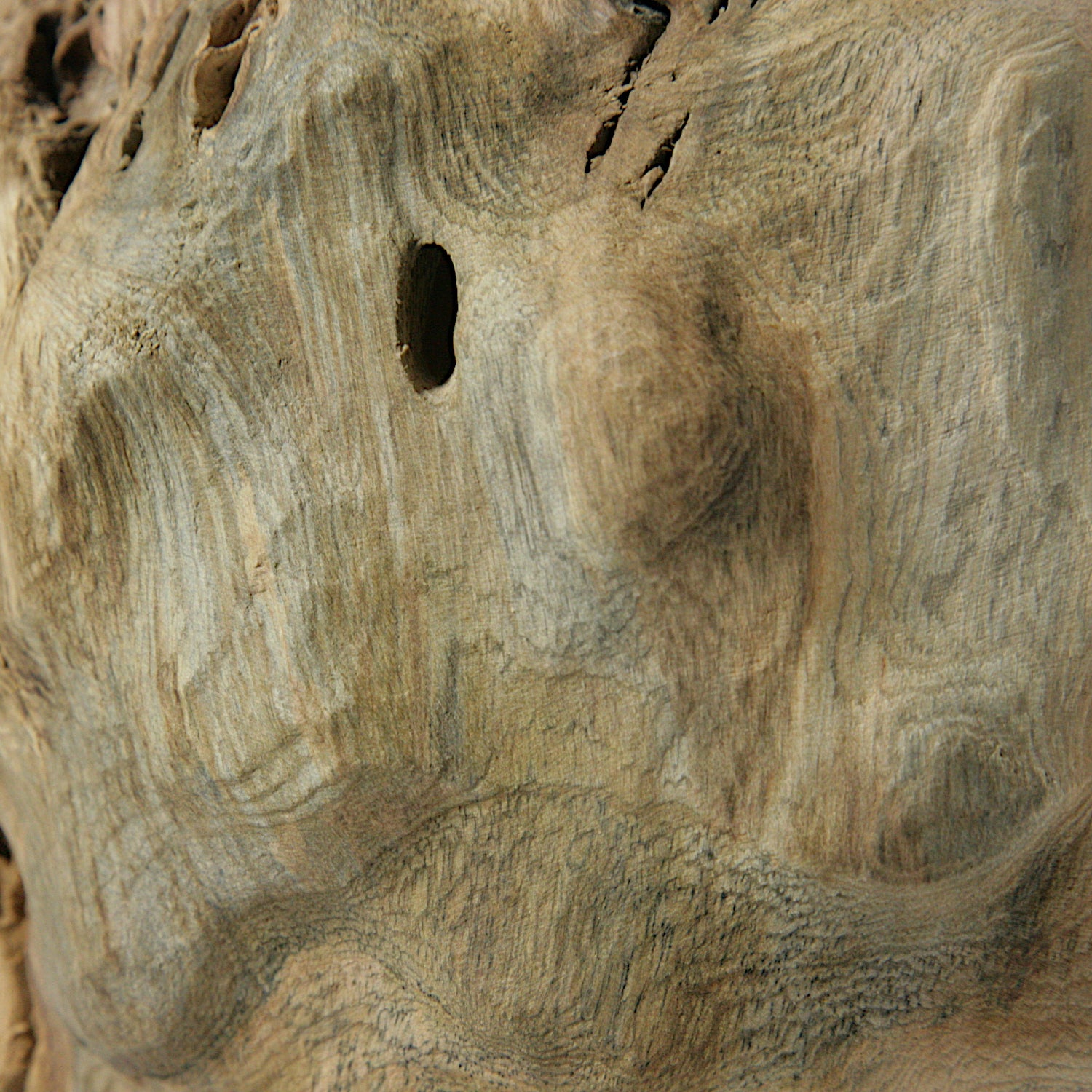 Fig tree hollow form
