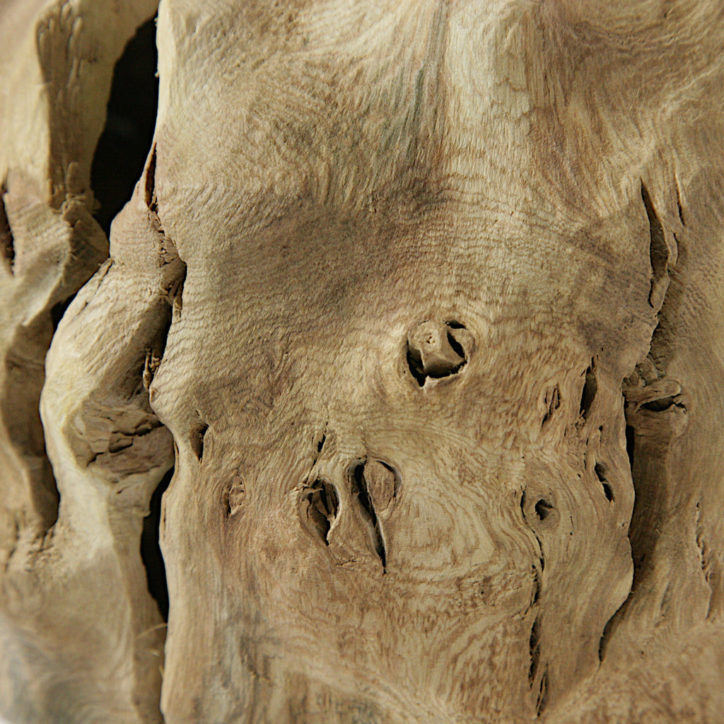 Fig tree hollow form