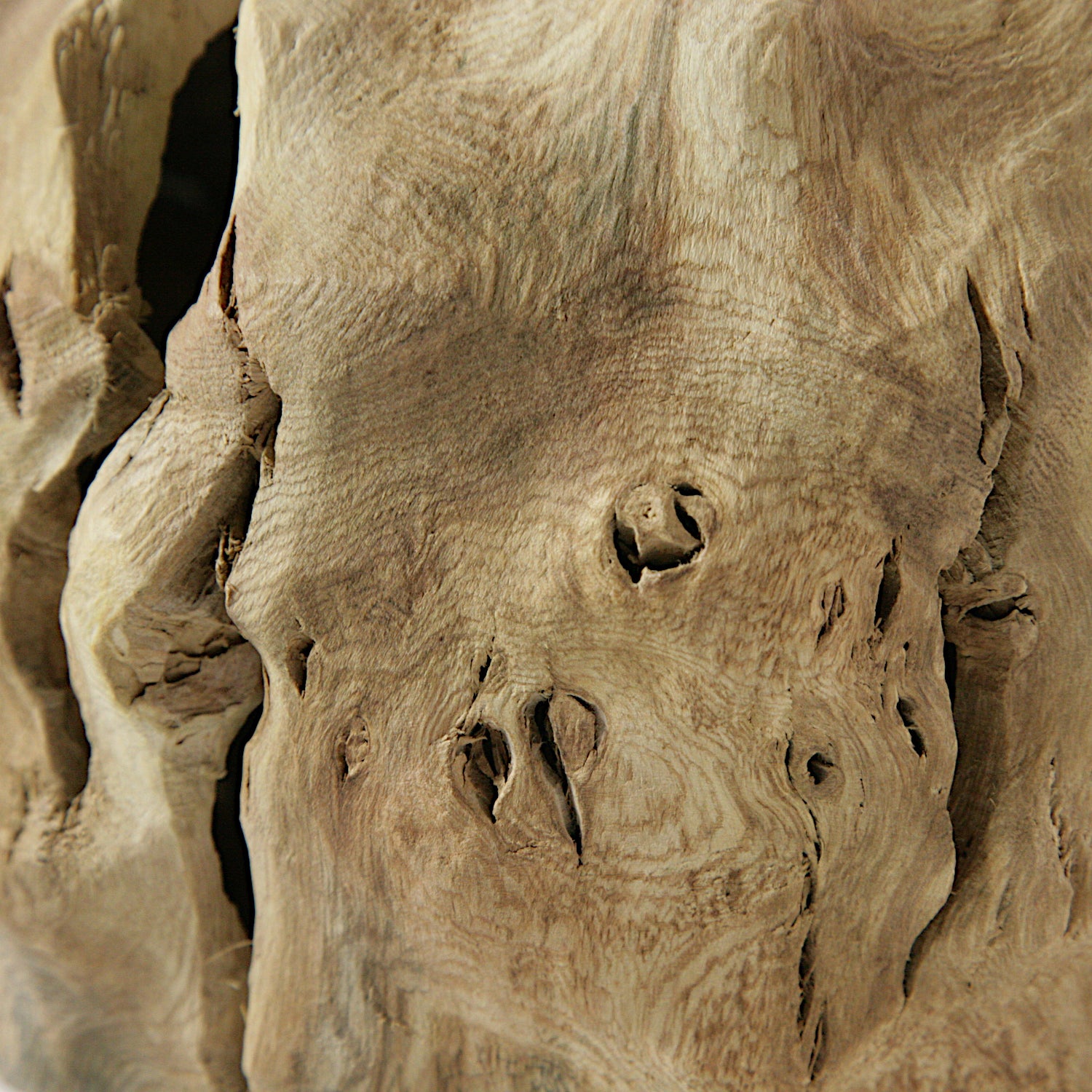 Fig tree hollow form