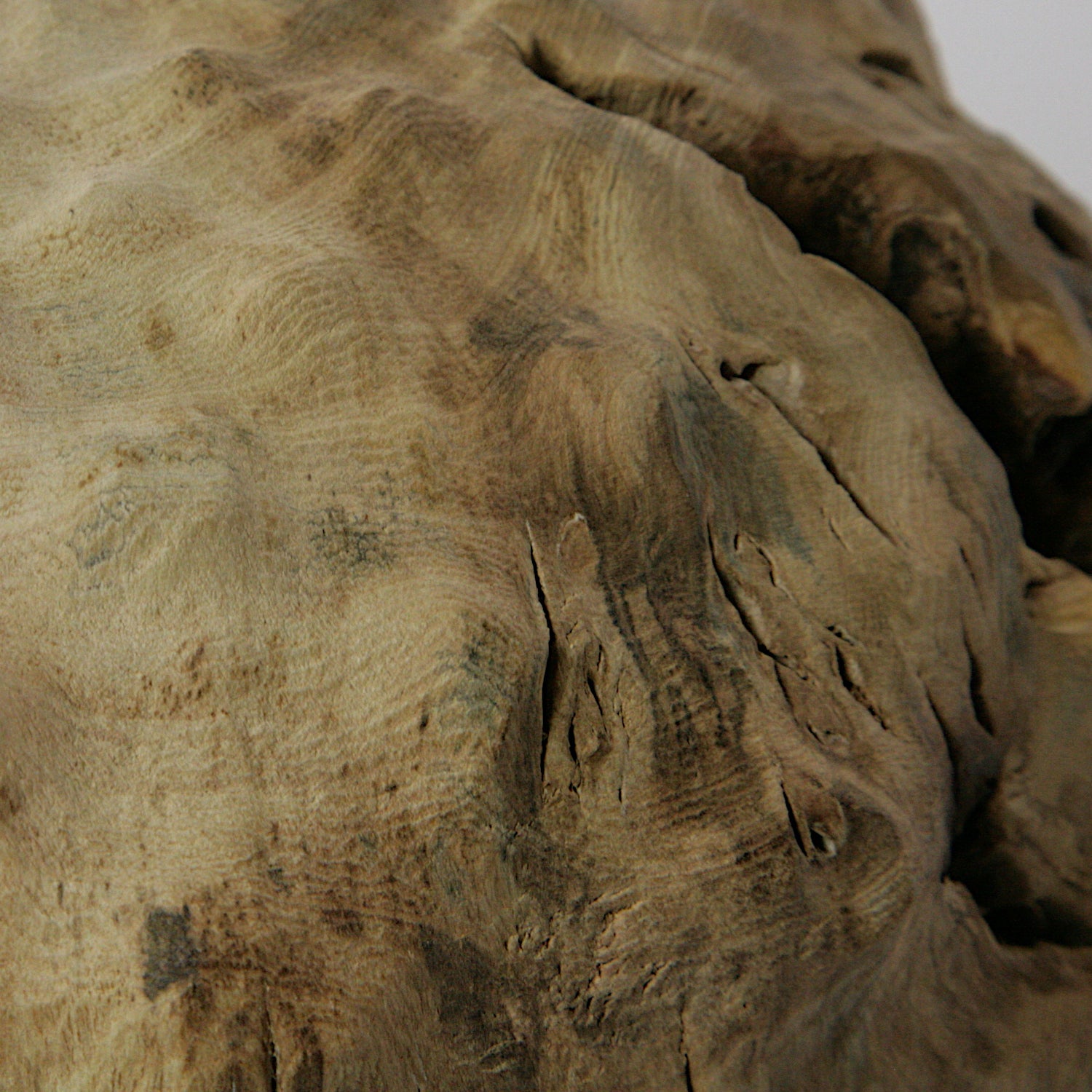 Fig tree hollow form
