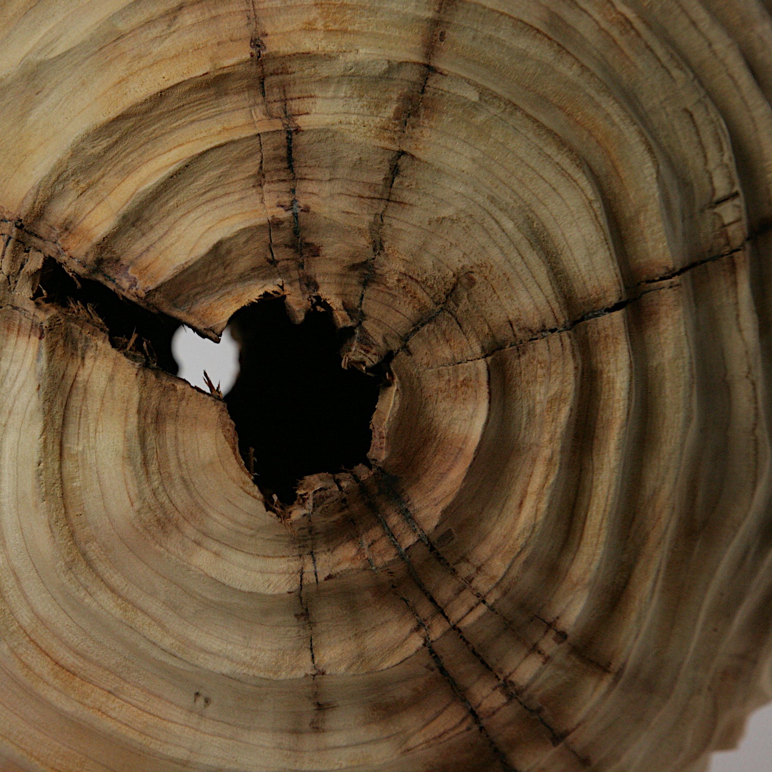 Yew hollowed sphere