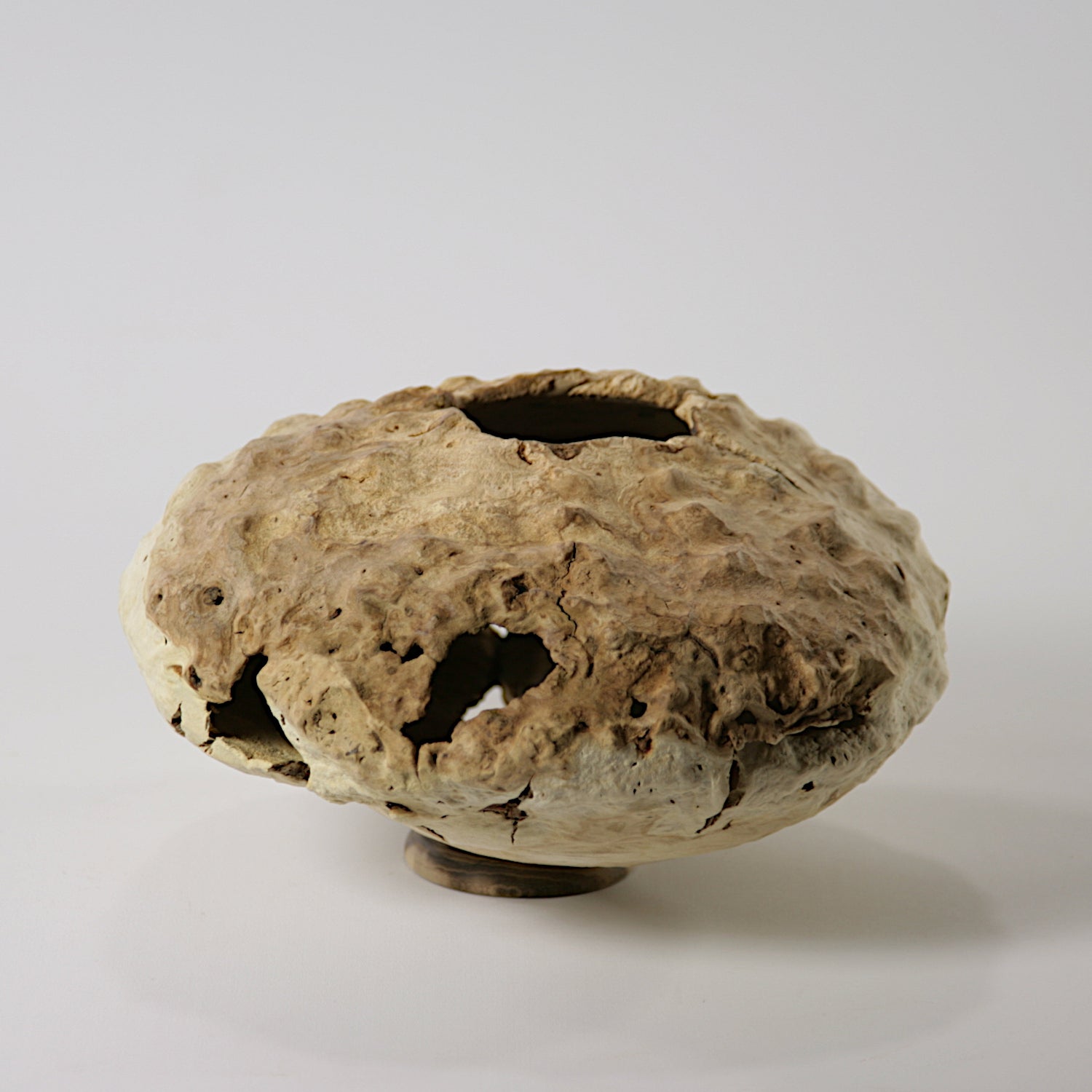 Calycanthus praecox hollow form