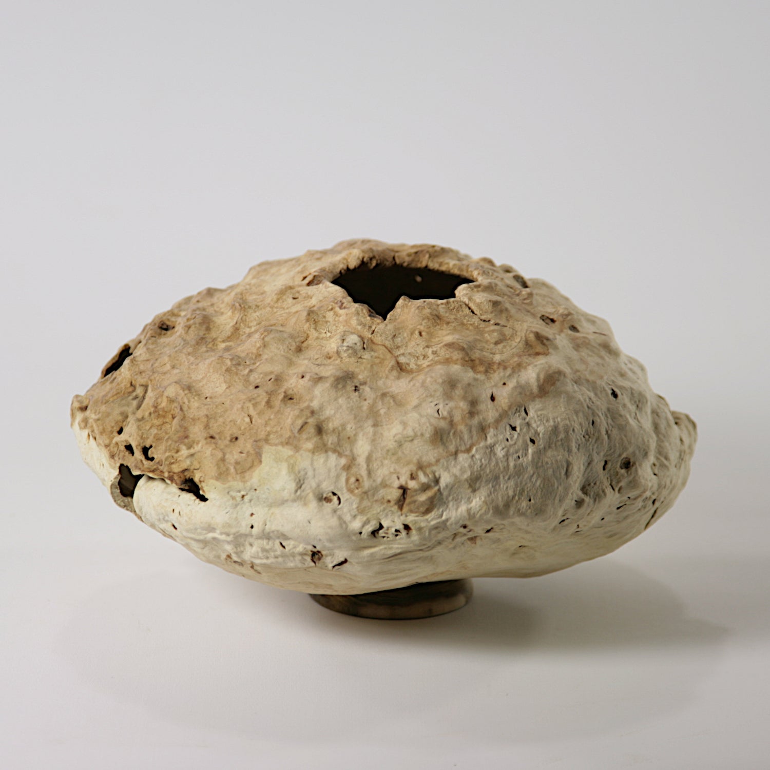 Calycanthus praecox hollow form