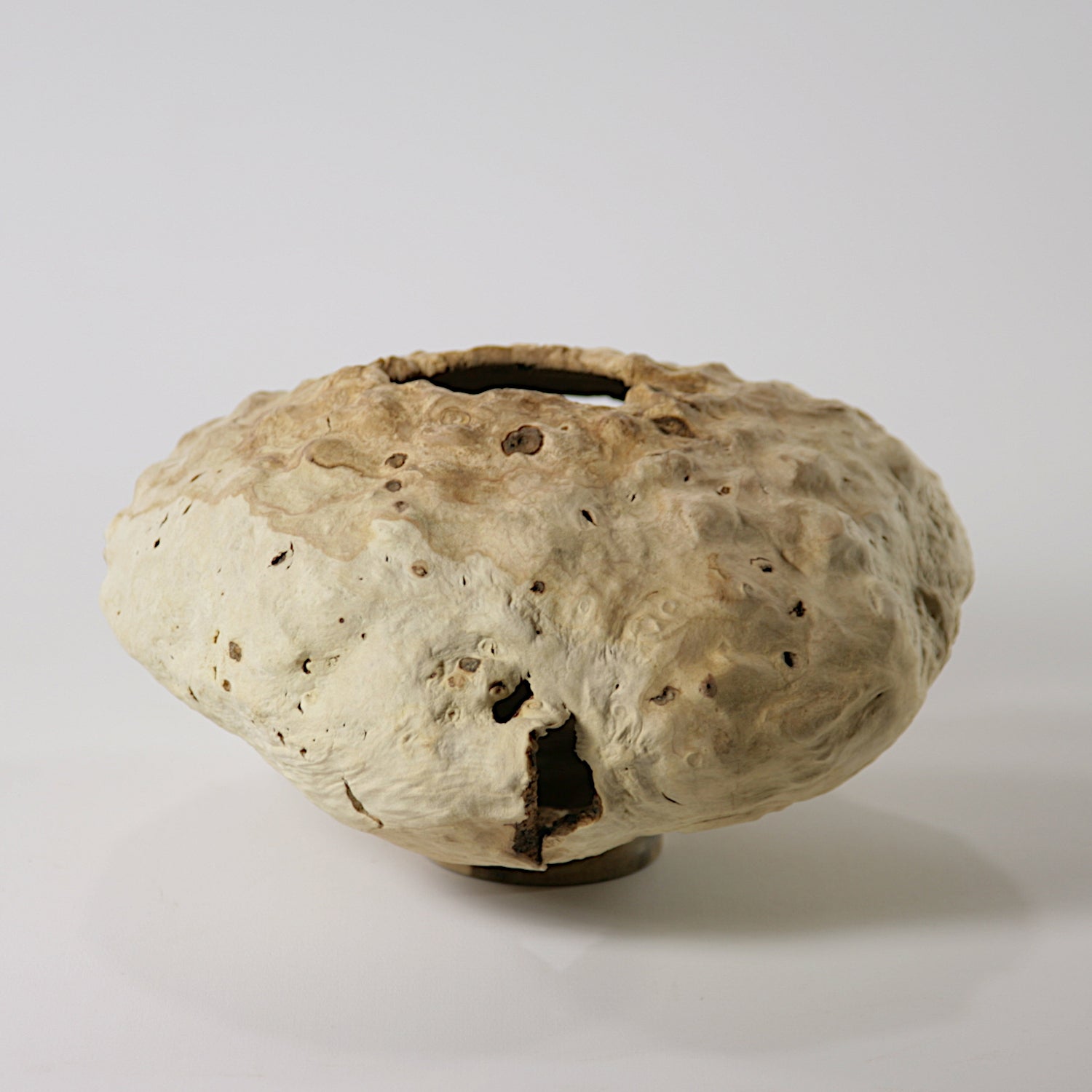 Calycanthus praecox hollow form