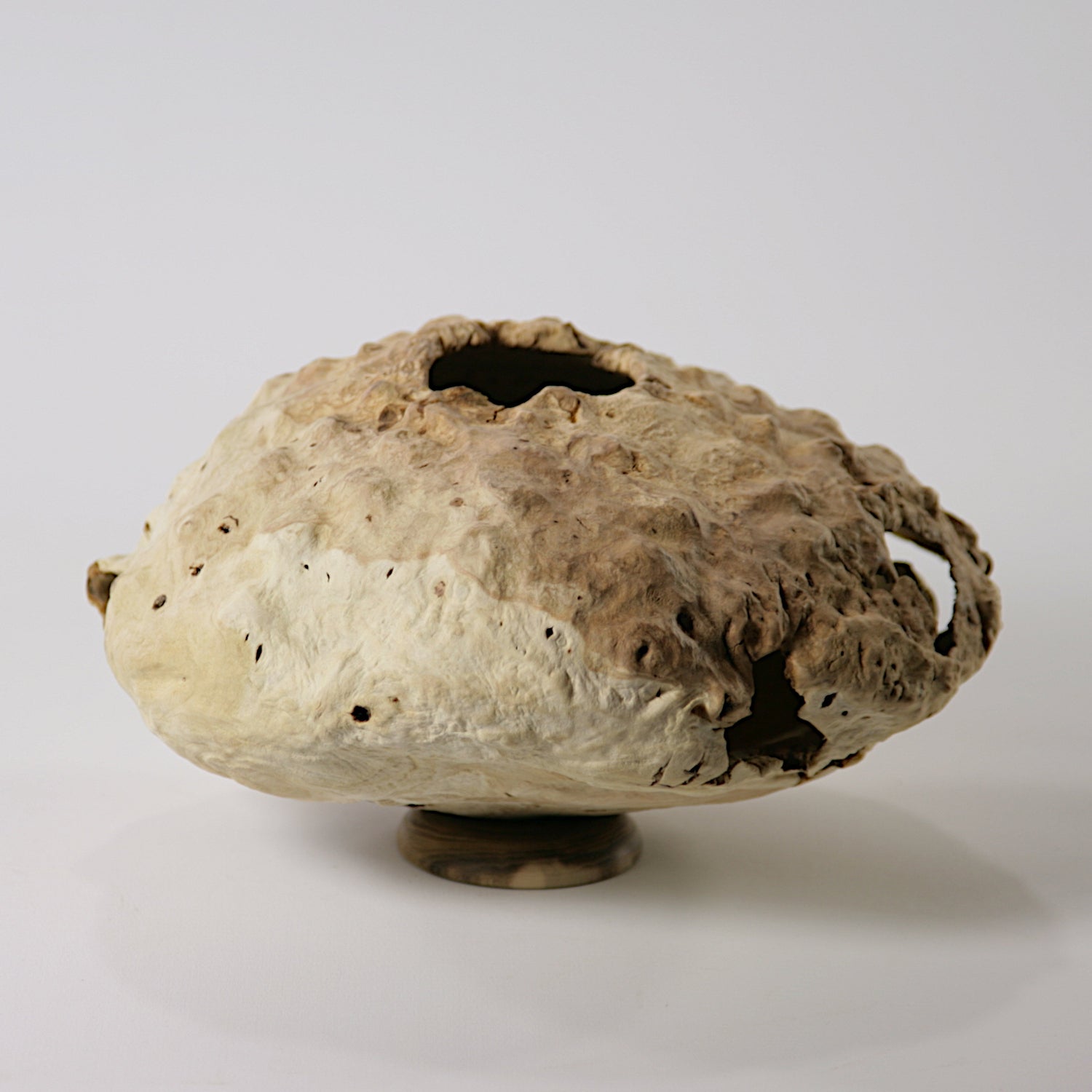 Calycanthus praecox hollow form