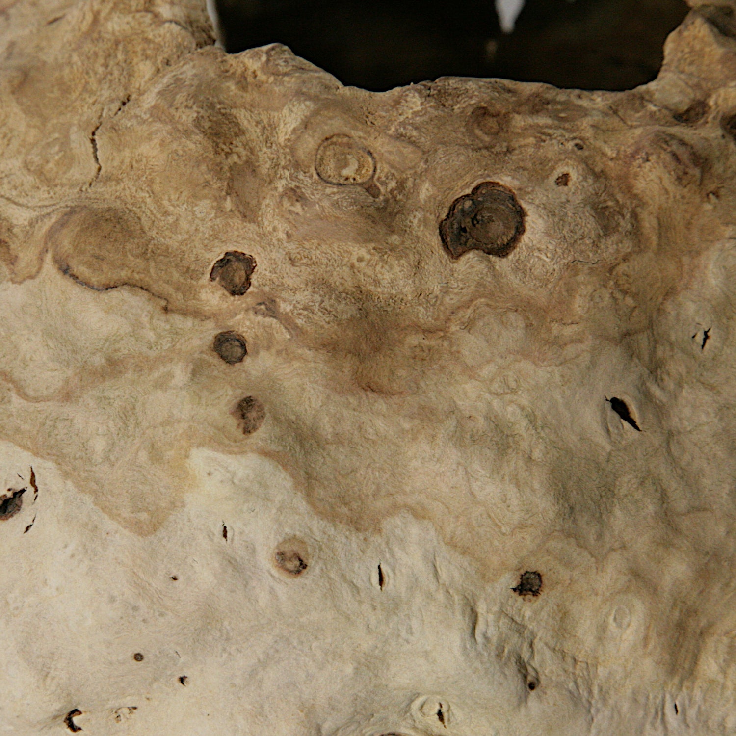 Calycanthus praecox hollow form